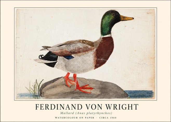 Ferdinand von Wright Mallard (Anas Platyrhynchos) No1 - Affiche