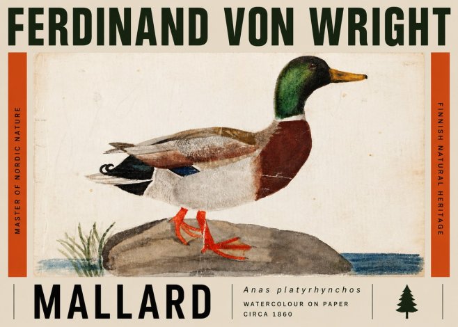 Ferdinand von Wright Mallard (Anas Platyrhynchos) No5 - Affiche