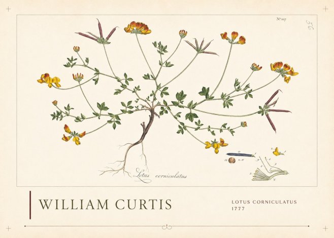 William Curtis Lotus Corniculatus II No2 - Affiche