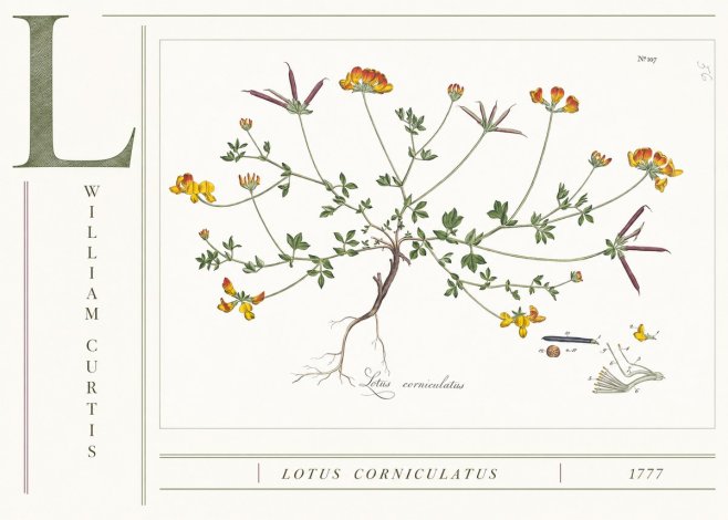 William Curtis Lotus Corniculatus II No4 - Affiche