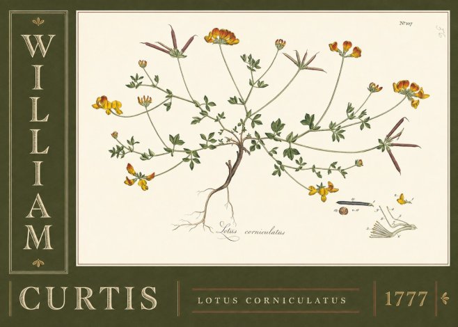 William Curtis Lotus Corniculatus II No5 - Affiche
