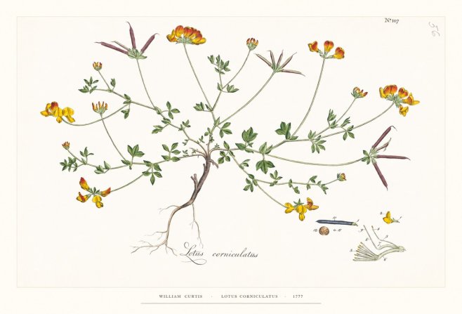 William Curtis Lotus Corniculatus II No6 - Affiche