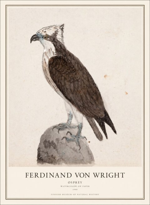 Ferdinand von Wright Osprey No1 - Affiche