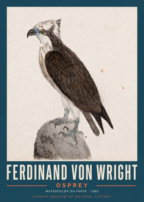 Ferdinand von Wright Osprey No2 - Affiche