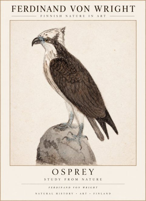 Ferdinand von Wright Osprey No3 - Affiche