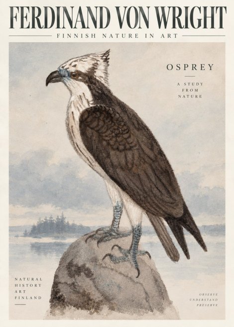 Ferdinand von Wright Osprey No6 - Affiche