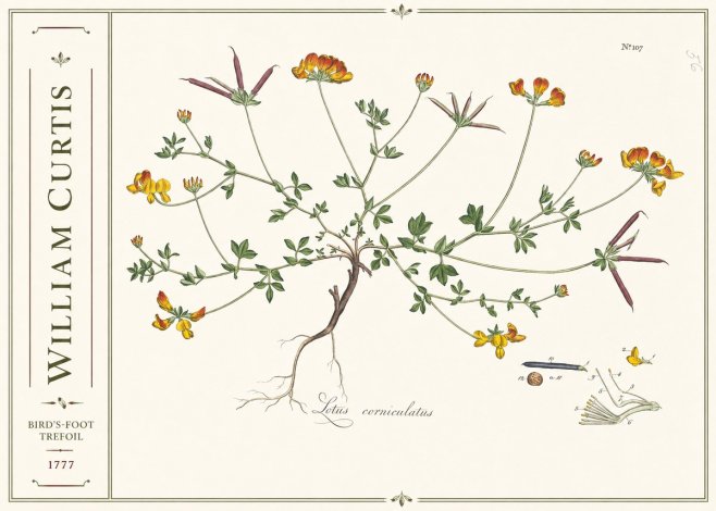 William Curtis Bird's-foot Trefoil No2 - Affiche