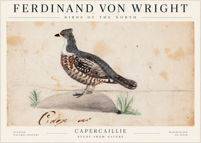Ferdinand von Wright Grouse No2 - Affiche