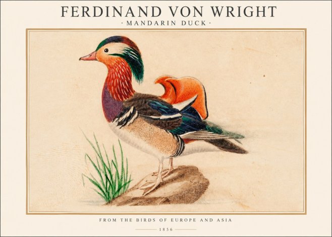 Ferdinand von Wright Mandarin Duck No1 - Affiche