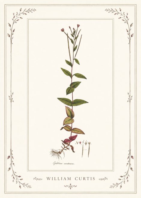 William Curtis Epilobium Montanum. No1 - Affiche