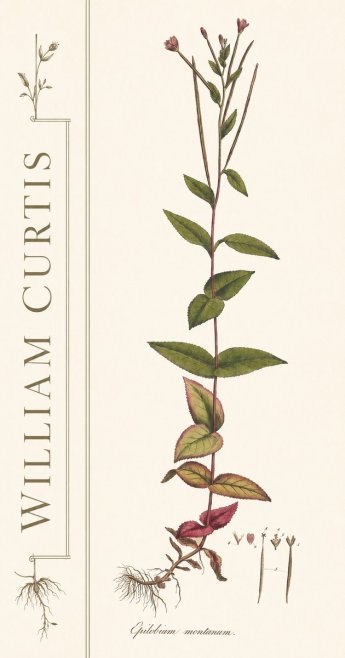 William Curtis Epilobium Montanum. No2 - Affiche