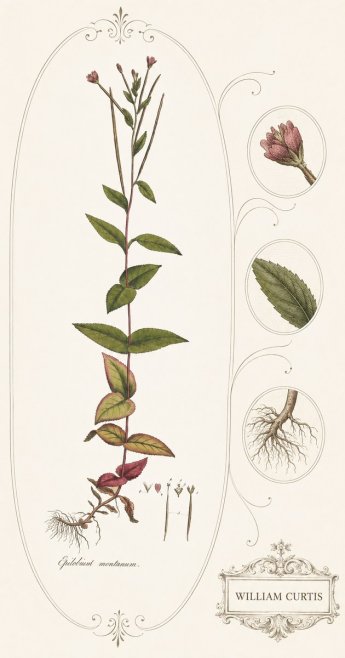 William Curtis Epilobium Montanum. No4 - Affiche