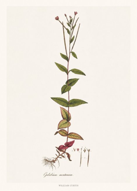 William Curtis Epilobium Montanum. No6 - Affiche
