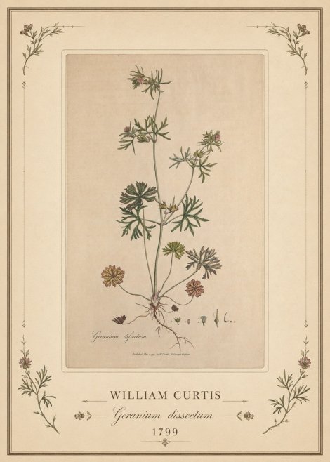 William Curtis Geranium Dissectum II No1 - Affiche