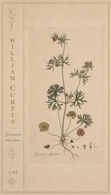 William Curtis Geranium Dissectum II No2 - Affiche