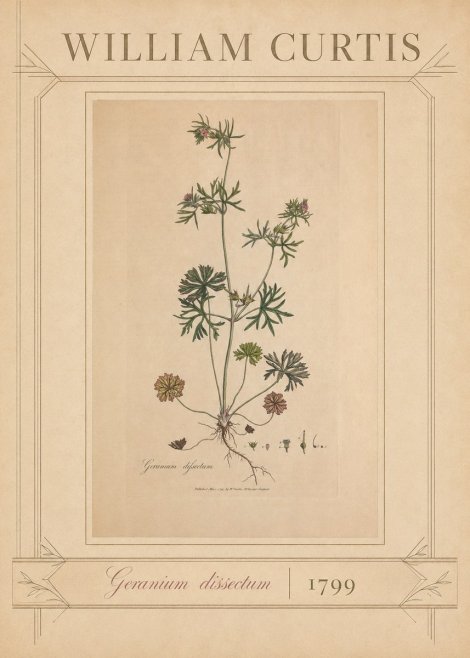 William Curtis Geranium Dissectum II No3 - Affiche