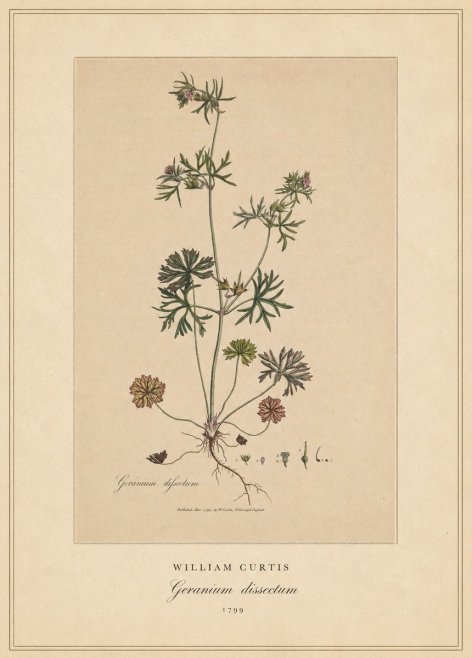 William Curtis Geranium Dissectum II No4 - Affiche