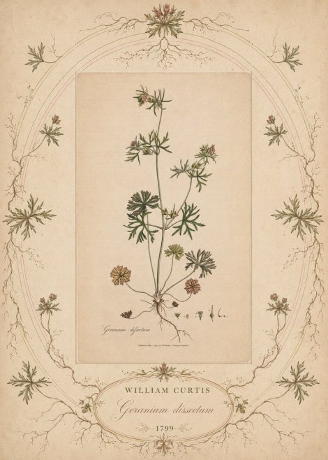 William Curtis Geranium Dissectum II No5 - Affiche