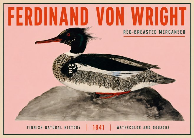 Ferdinand von Wright Red-breasted Merganser No3 - Affiche
