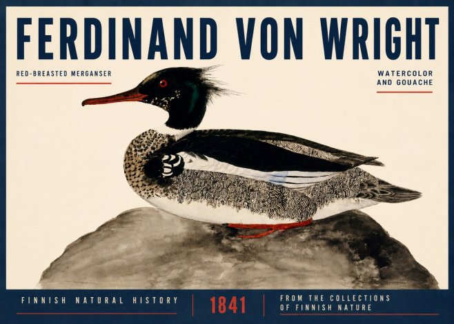 Ferdinand von Wright Red-breasted Merganser No4 - Affiche