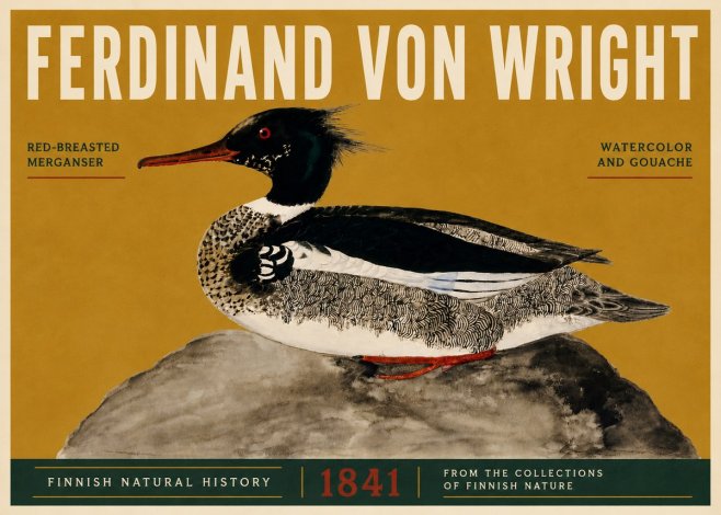 Ferdinand von Wright Red-breasted Merganser No5 - Affiche