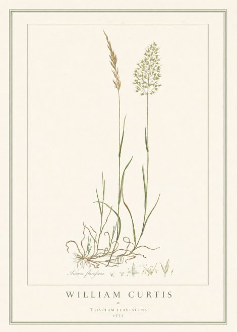 William Curtis Trisetum Flavescens III No1 - Affiche