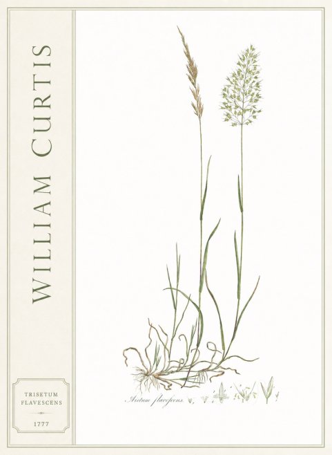 William Curtis Trisetum Flavescens III No2 - Affiche