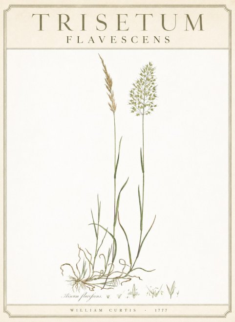 William Curtis Trisetum Flavescens III No3 - Affiche