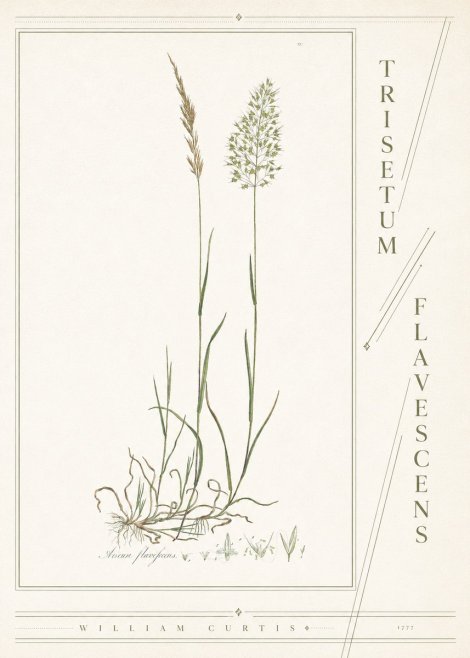 William Curtis Trisetum Flavescens III No4 - Affiche