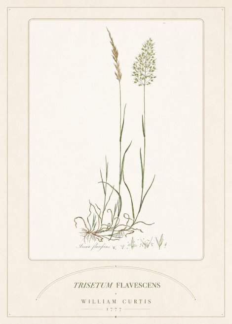 William Curtis Trisetum Flavescens III No5 - Affiche