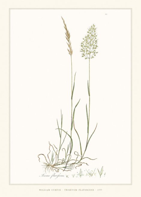 William Curtis Trisetum Flavescens III No6 - Affiche