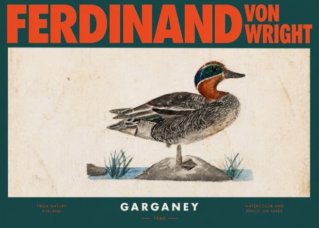 Ferdinand von Wright Garganey No2 - Affiche
