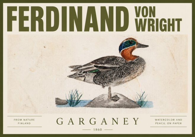 Ferdinand von Wright Garganey No4 - Affiche