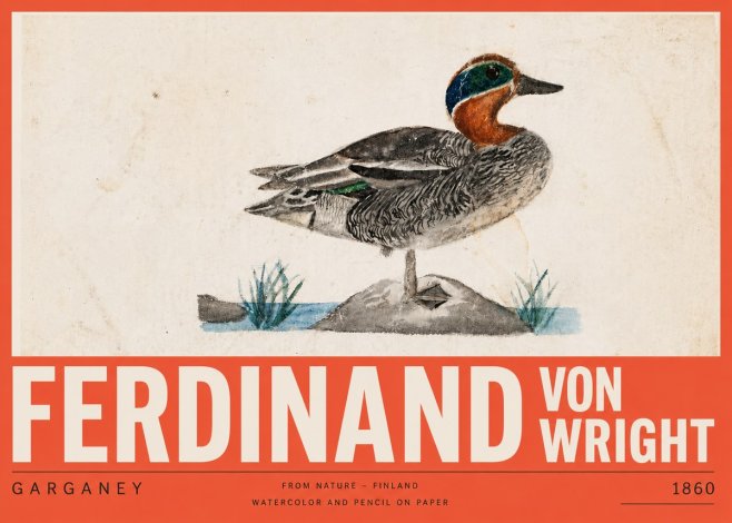 Ferdinand von Wright Garganey No5 - Affiche