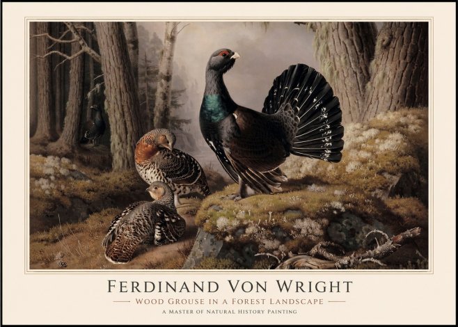 Ferdinand von Wright Wood Grouse in a Forest Landscape No1 - Affiche