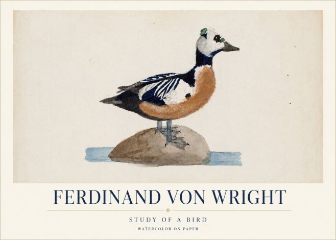 Ferdinand von Wright Study of a Bird No1 - Affiche