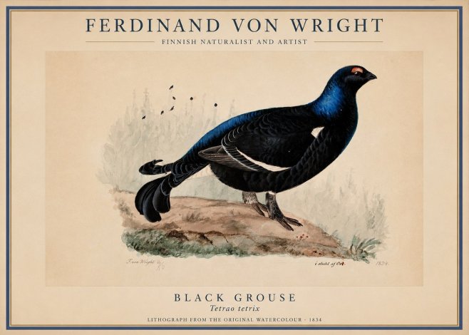 Ferdinand von Wright Black Grouse No1 - Affiche