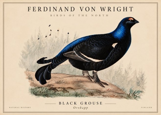 Ferdinand von Wright Black Grouse No4 - Affiche