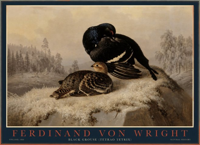 Ferdinand von Wright Black Grouse (Tetrao Tetrix) No1 - Affiche