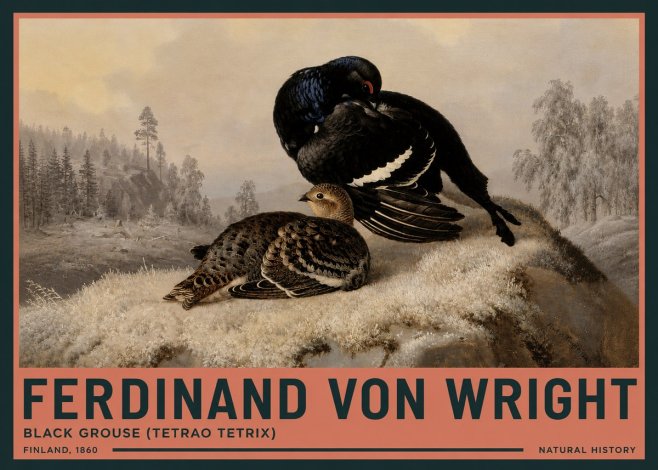 Ferdinand von Wright Black Grouse (Tetrao Tetrix) No3 - Affiche