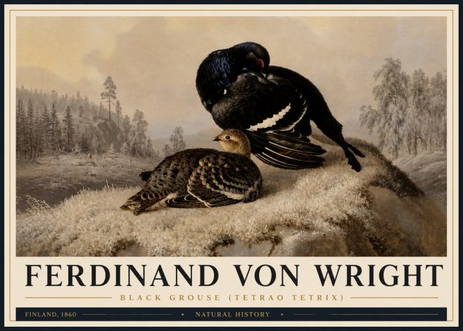 Ferdinand von Wright Black Grouse (Tetrao Tetrix) No4 - Affiche