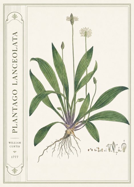 William Curtis Plantago Lanceolata IV No2 - Affiche
