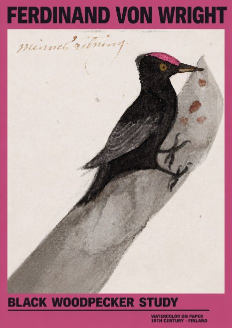Ferdinand von Wright Black Woodpecker Study No2 - Affiche