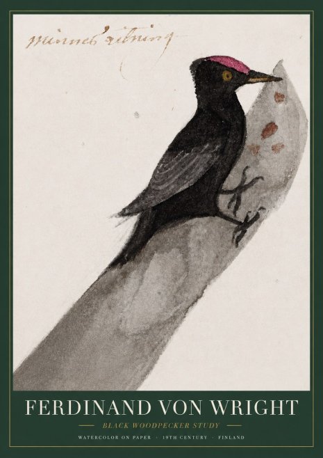 Ferdinand von Wright Black Woodpecker Study No3 - Affiche