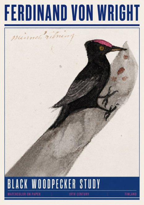 Ferdinand von Wright Black Woodpecker Study No4 - Affiche