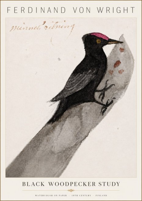 Ferdinand von Wright Black Woodpecker Study No6 - Affiche