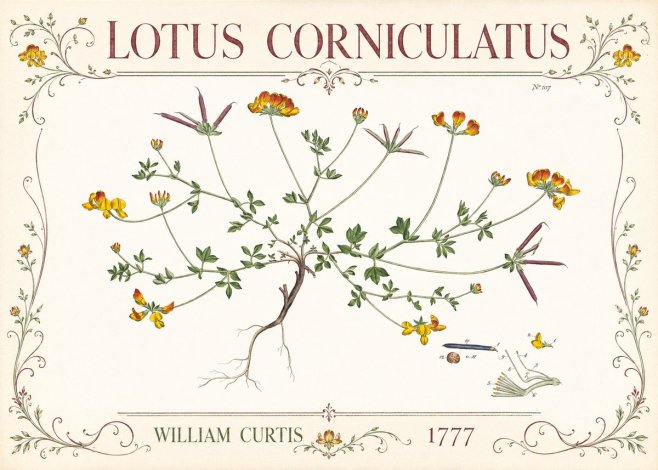 William Curtis Lotus Corniculatus III No3 - Affiche