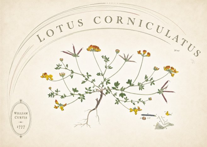 William Curtis Lotus Corniculatus III No6 - Affiche