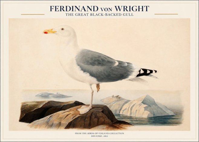Ferdinand von Wright The Great Black-backed Gull No1 - Affiche