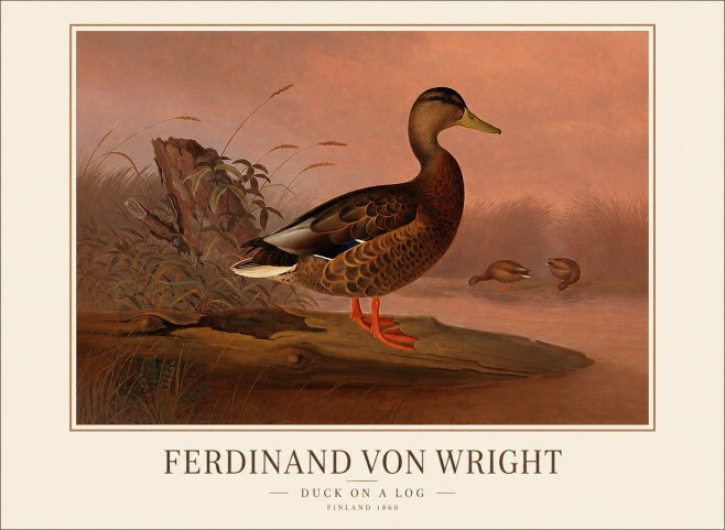 Ferdinand von Wright Wild Duck No2 - Affiche